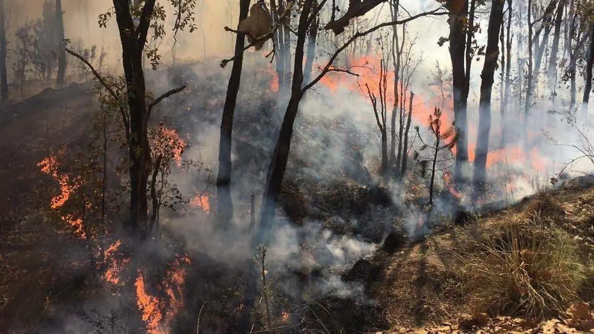 Incendio registrado en el Bosque de la Primavera